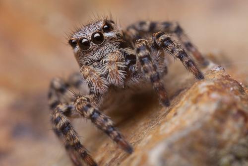 Aelurillus v-insignitus
