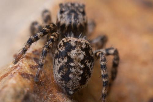 Aelurillus v-insignitus