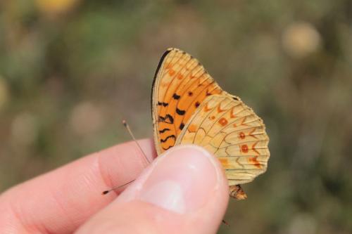 Réf. 121 123 : Argynnis niobe