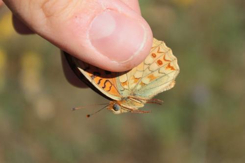 Réf. 121 125 : Argynnis niobe