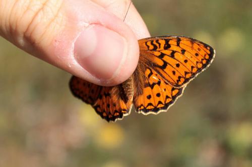 Réf. 121 126 : Argynnis niobe