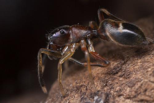 Myrmarachne formicaria