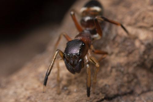 Myrmarachne formicaria