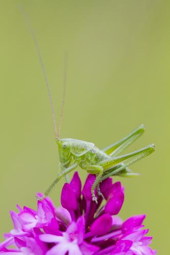 Tettigonia viridissima
