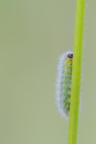 Zygaena carniolica