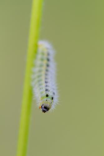 Zygaena carniolica