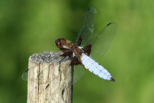Libellula depressa