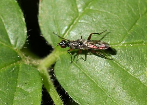 Megamerina dolium