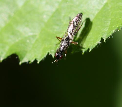 Megamerina dolium