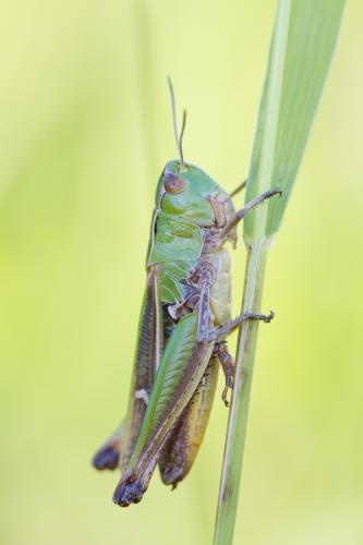 Réf. 121 885 : Stenobothrus lineatus lineatus