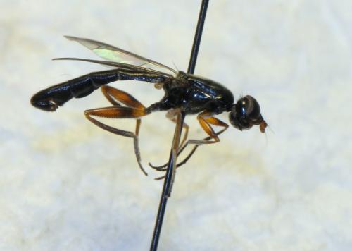 Megamerina dolium