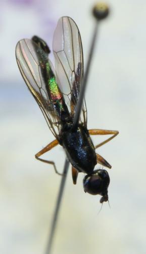Megamerina dolium