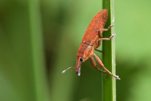 Réf. 121 878 : Lixus punctiventris