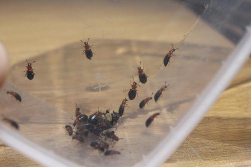 Necrobia ruficollis