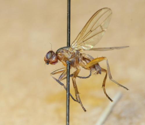 Pherbellia dubia
