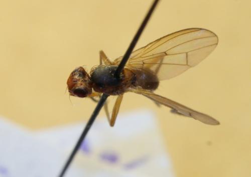 Pherbellia dubia