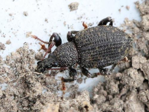 Otiorhynchus sulcatus