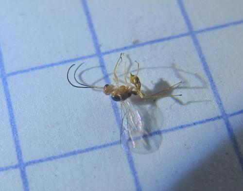 Réf. 121 603 : Dyscritulus planiceps
