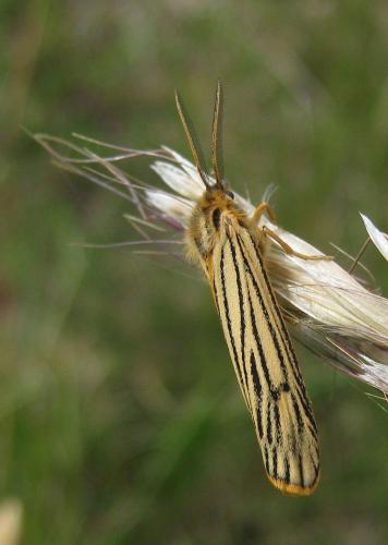 Réf. 121 259 : Coscinia striata