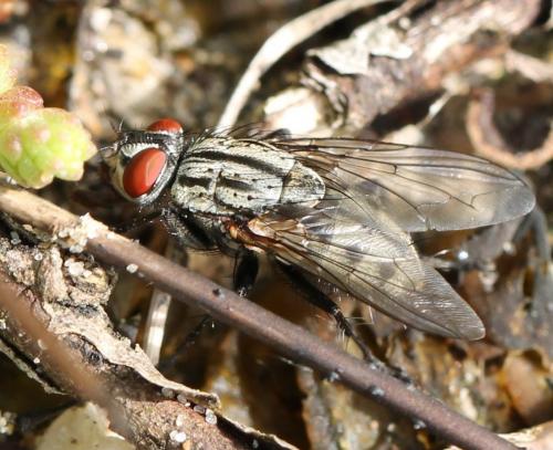 Réf. 121 447 : Agria sp.
