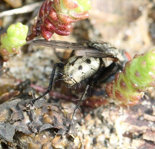Réf. 121 448 : Agria sp.
