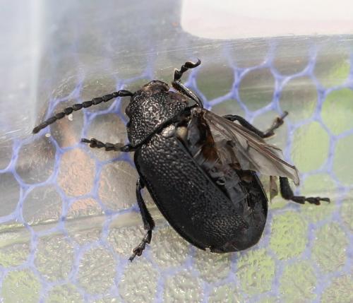 Galeruca tanaceti
