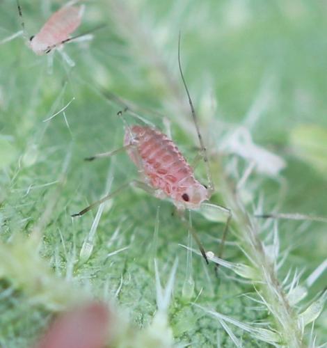 Microlophium carnosum