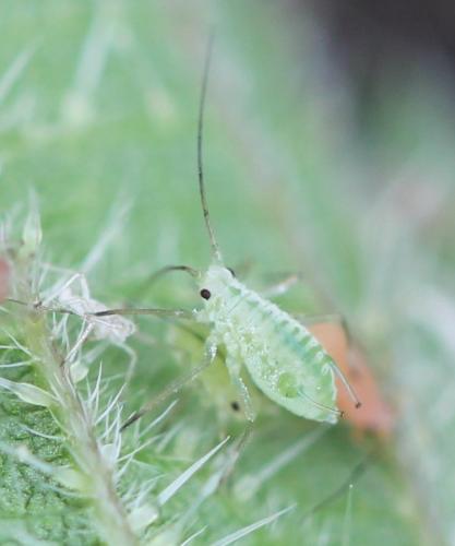 Microlophium carnosum