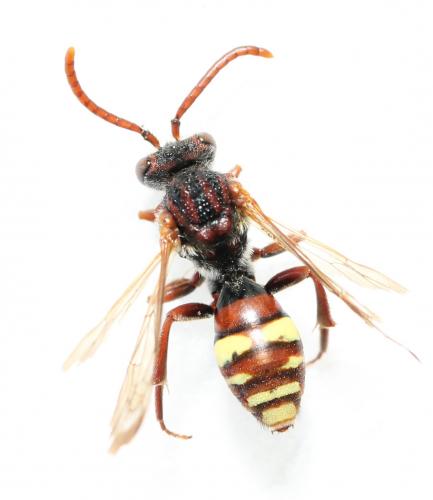 Réf. 121 105 : Nomada alboguttata