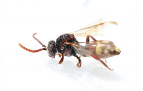 Réf. 121 106 : Nomada alboguttata