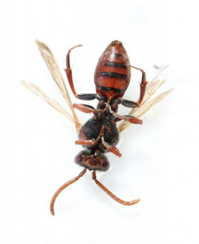 Réf. 121 107 : Nomada alboguttata
