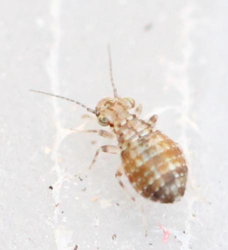 Cerobasis guestfalica