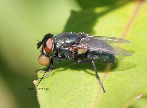 Phormia regina