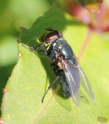 Phormia regina