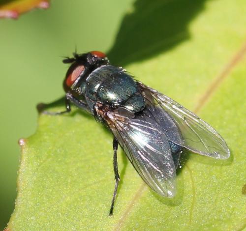 Phormia regina