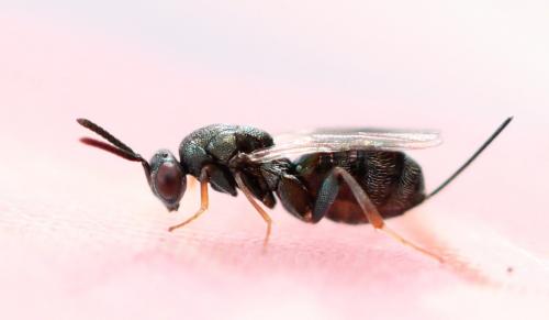 Monodontomerus sp.