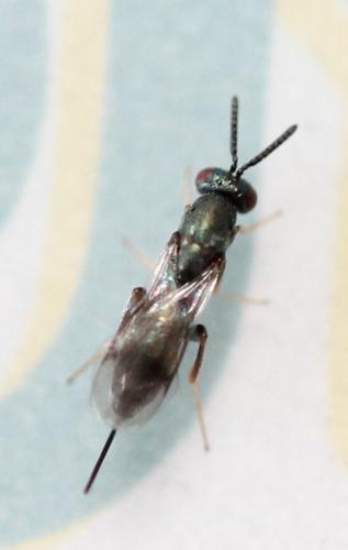 Monodontomerus sp.