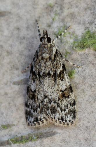 Réf. 121 881 : Scoparia basistrigalis