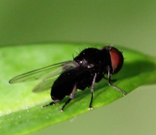 Réf. 121 426 : Paraplatypeza sp.
