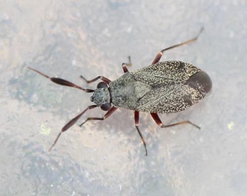 Réf. 121 410 : Heterocordylus sp.