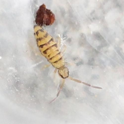 Réf. 121 401 : Entomobrya multifasciata