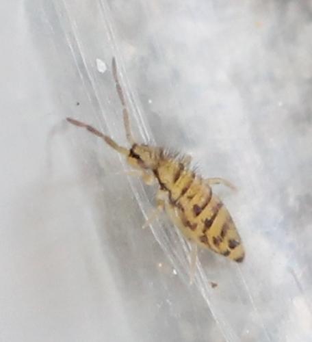 Réf. 121 402 : Entomobrya multifasciata