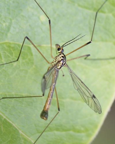 Nephrotoma cornicina