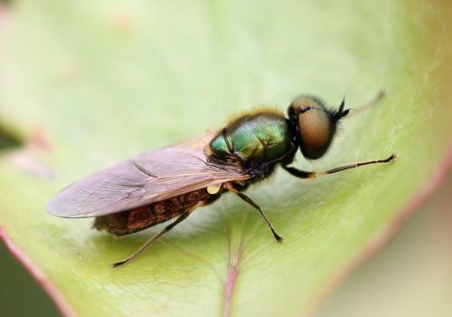 Réf. 121 625 : Chloromyia formosa
