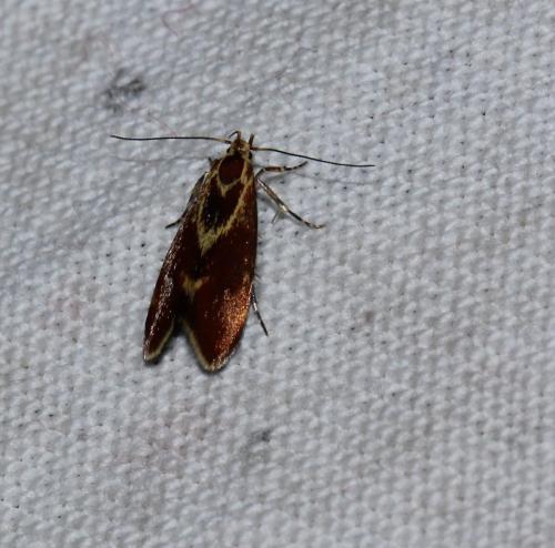 Metalampra sp.