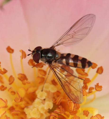 Réf. 121 648 : Meliscaeva auricollis