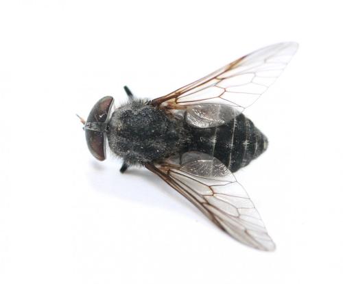 Hybomitra bimaculata