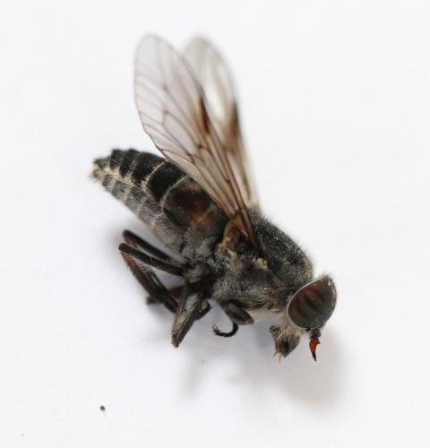 Réf. 121 572 : Hybomitra bimaculata