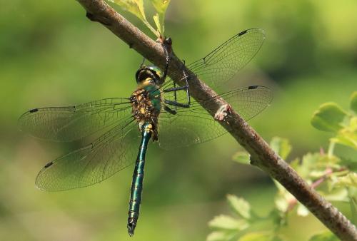 Réf. 121 723 : Somatochlora meridionalis