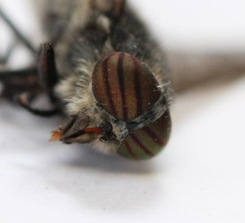 Réf. 121 577 : Hybomitra bimaculata